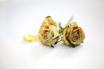 Abstract Dried Wilted Dead White, Yellow, and Green Roses on a White Background Isolated