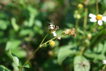 Bee pollinating in nature