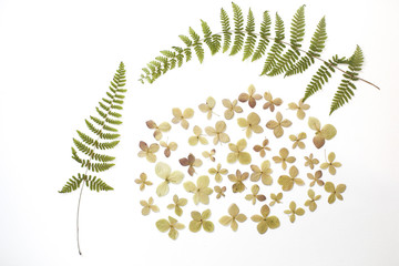 Dried and Pressed Flat Lay Fern Leaves and Hydrangea Petals