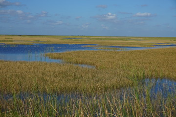 Florida Everglades sawgrass swamp prairie