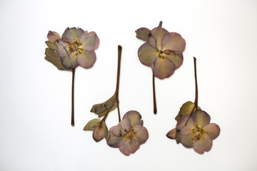 Dried and Pressed Flat Lay Pink, Purple, and Brown Hellebore Flowers