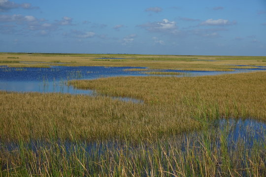 Florida Everglades sawgrass swamp prairie