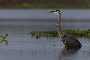 Great blue heron