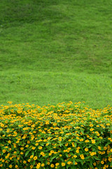 Beautiful yellow cosmos flowers in the garden