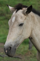 Fototapeta premium Horse