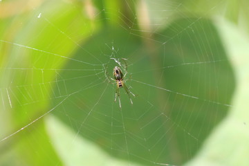 Spider, Web