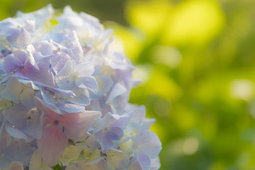 明け方の紫陽花