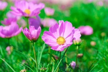 close up pink cosmos flower in the garden with blurred background