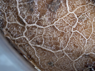 A veiny white plasmodium of a slime mould, or myxomycete, is crawling and spreading on a substrate. Myxomycete is a special organism that gathers from many microscopic unicellular amoebae.