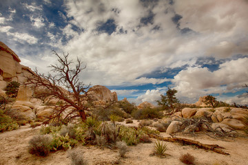 Wonderland Wash, Joshua Tree National Park