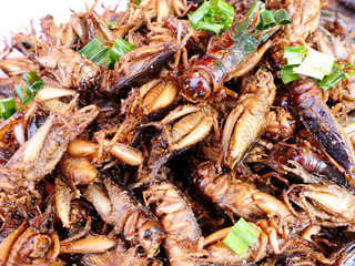 Deep fried insets and bugs