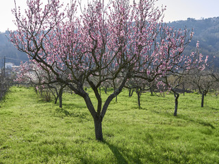 detail of cherry plant