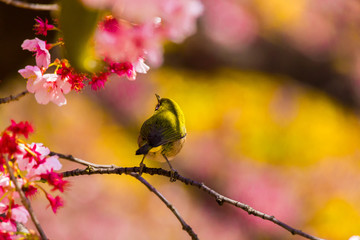 The Japanese White-eye.The background is cherry blossoms. Located in Tokyo Prefecture Japan.