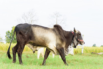 Fototapeta premium Portrait of black cow is walking in a field, livestock in Thailand