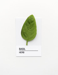 Basil leaf on white paper