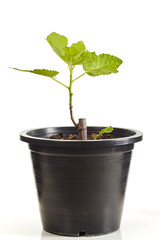 Fig tree plant in black plastic pot