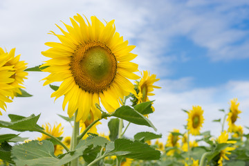 Close up Sunflower with Blue Clear Sky Background. Sunflower Garden.