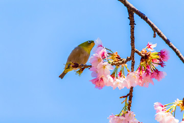 The Japanese White-eye.The background is cherry blossoms. Located in Tokyo Prefecture Japan.