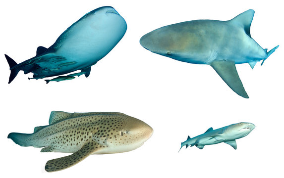Sharks isolated. Whale Shark, Bull Shark, Leopard (Zebra) Shark and Whitetip Reef Shark