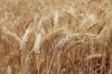 Stalks of wheat with blurred background