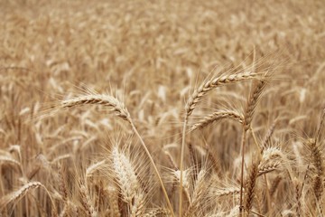 Wheat stalks with blurred background