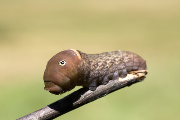 Caterpillar with Eyes and Head Up