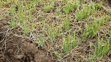 The bed of onion in summer