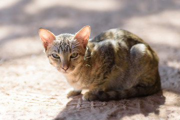 Portrait of cat on the ground looking the camera, cute animal and pet