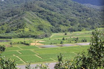 Fototapeta na wymiar Hawaiian Agriculture