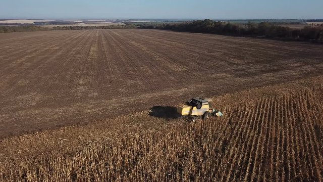 Harvester collects corn cobs in a field in autumn. aerial survey