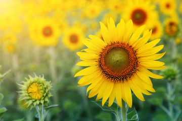 Fototapeta premium Abstract background of sunflower among sunlight