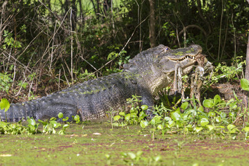 Fototapeta premium Alligator eating remains of deer