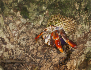 Caribbean hermit crab