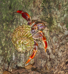 Caribbean hermit crab on a palm tree