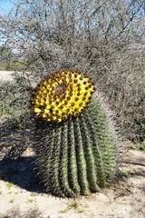 Desert cactus with yellow blooming fruit