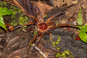 Wandering spider