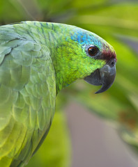 Festive amazon close up