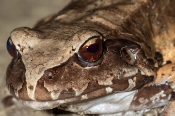Portrait Of Smoky Jungle Frog 