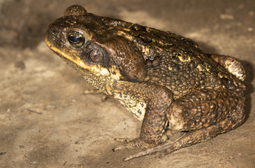 Cane toad (Rhinella marina)