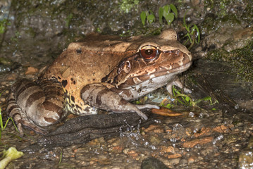 Smoky jungle frog under heavy rain