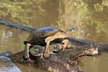 Obraz premium Black river turtle close up