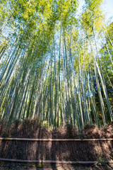 Bamboo Forest in Arashiyama, Kyoto