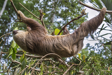 Two-toed sloth moving from tree to tree © Natalia Kuzmina