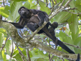 Female Howler Monkey With Baby