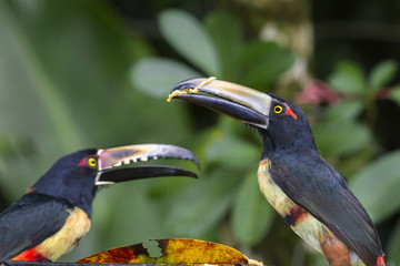 Collared Aracari (Pteroglossus torquatus), Tortuguero, Costa Rica
