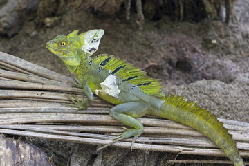 Green basilisk