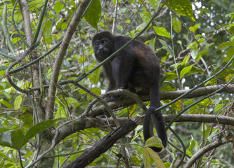 Black howler monkey