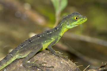 Green basilisk