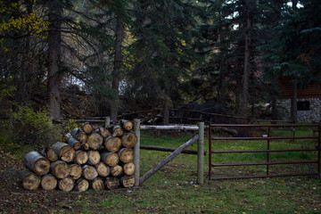 firewood