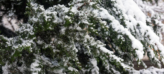 Winter patterns on trees, snow covered trees